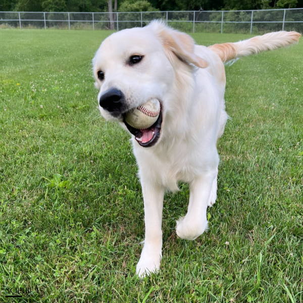 Carter James | Sophie V. Designs